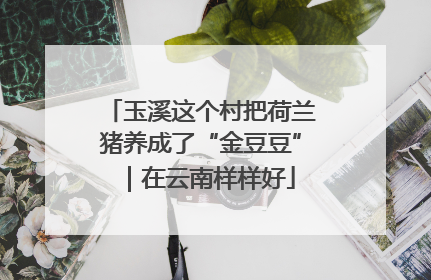 玉溪这个村把荷兰猪养成了“金豆豆”｜在云南样样好