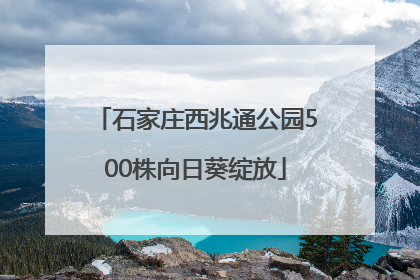 石家庄西兆通公园500株向日葵绽放