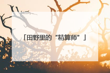 田野里的“精算师”