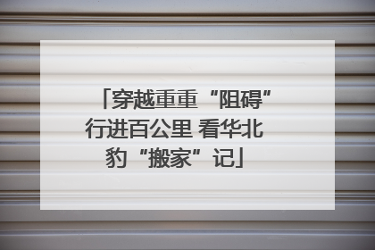 穿越重重“阻碍”行进百公里 看华北豹“搬家”记