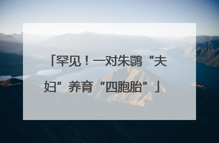 罕见！一对朱鹮“夫妇”养育“四胞胎”