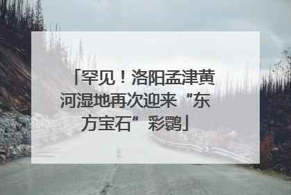 罕见！洛阳孟津黄河湿地再次迎来“东方宝石”彩鹮