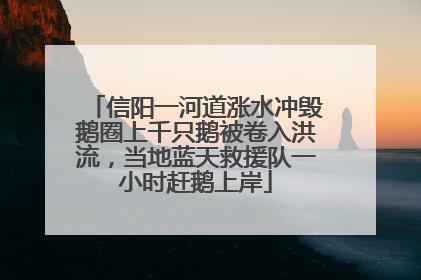 信阳一河道涨水冲毁鹅圈上千只鹅被卷入洪流，当地蓝天救援队一小时赶鹅上岸