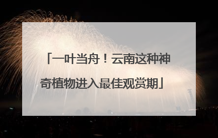 一叶当舟！云南这种神奇植物进入最佳观赏期