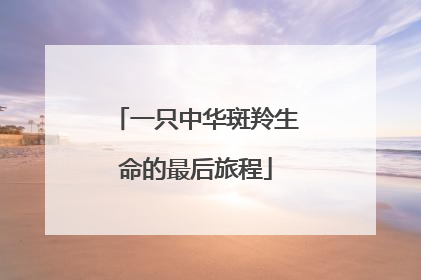 一只中华斑羚生命的最后旅程