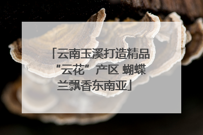 云南玉溪打造精品“云花”产区 蝴蝶兰飘香东南亚