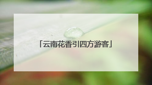 云南花香引四方游客