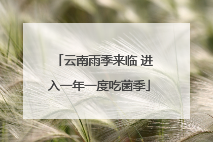 云南雨季来临 进入一年一度吃菌季
