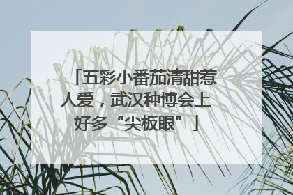 五彩小番茄清甜惹人爱，武汉种博会上好多“尖板眼”