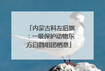 内蒙古科左后旗：一级保护动物东方白鹳组团栖息