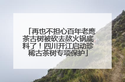 再也不担心百年老鹰茶古树被砍去熬火锅底料了！四川开江启动珍稀古茶树专项保护