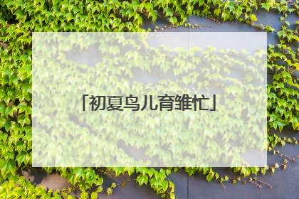 初夏鸟儿育雏忙