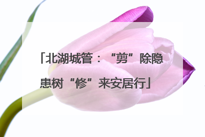 北湖城管：“剪”除隐患树“修”来安居行