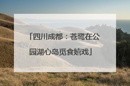 四川成都：苍鹭在公园湖心岛觅食嬉戏