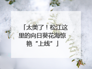 太美了！松江这里的向日葵花海惊艳“上线”