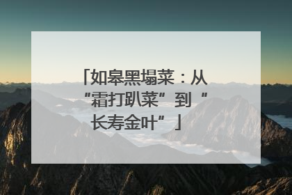 如皋黑塌菜：从“霜打趴菜”到“长寿金叶”