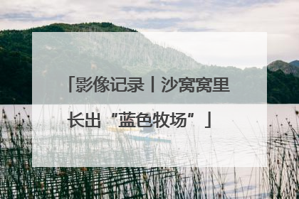 影像记录丨沙窝窝里长出“蓝色牧场”
