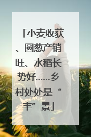 小麦收获、圆葱产销旺、水稻长势好……乡村处处是“丰”景