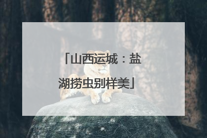 山西运城：盐湖捞虫别样美
