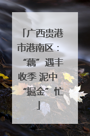 广西贵港市港南区：“藕”遇丰收季 泥中“掘金”忙