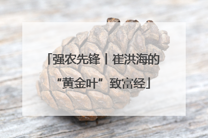 强农先锋丨崔洪海的“黄金叶”致富经