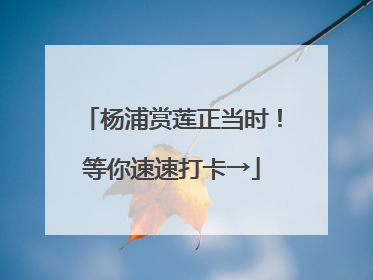 杨浦赏莲正当时！等你速速打卡→