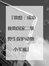 敦煌：成功救助国家二级野生保护动物小苇鳽
