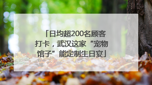 日均超200名顾客打卡，武汉这家“宠物馆子”能定制生日宴
