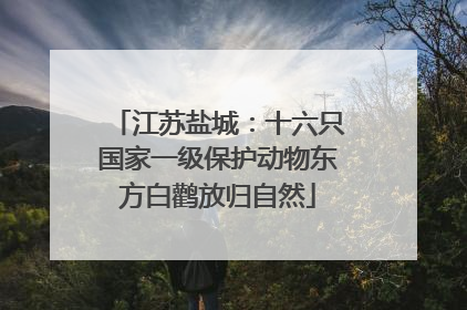 江苏盐城：十六只国家一级保护动物东方白鹳放归自然