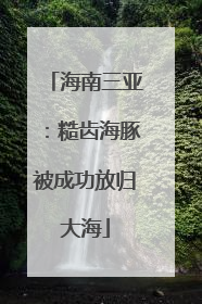 海南三亚：糙齿海豚被成功放归大海