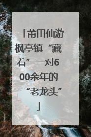莆田仙游枫亭镇“藏着”一对600余年的“老龙头”