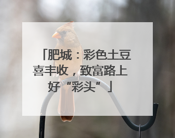 肥城：彩色土豆喜丰收，致富路上好“彩头”
