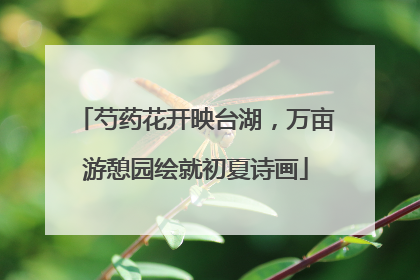 芍药花开映台湖，万亩游憩园绘就初夏诗画