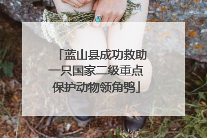 蓝山县成功救助一只国家二级重点保护动物领角鸮