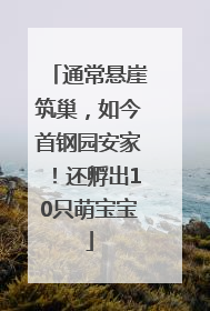 通常悬崖筑巢，如今首钢园安家！还孵出10只萌宝宝