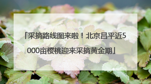 采摘路线图来啦！北京昌平近5000亩樱桃迎来采摘黄金期