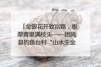 金银花开致富路，板栗青果满枝头——团风县钓鱼台村“山水生金”谱写共富新篇章