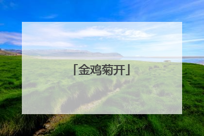 金鸡菊开