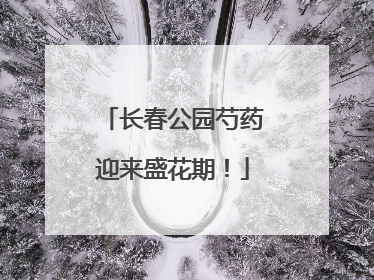长春公园芍药迎来盛花期！