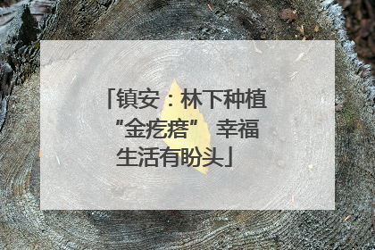 镇安：林下种植“金疙瘩” 幸福生活有盼头
