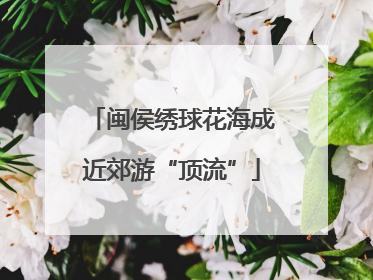 闽侯绣球花海成近郊游“顶流”