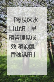 零陵区水口山镇：早稻管理见成效 稻浪飘香穗满田