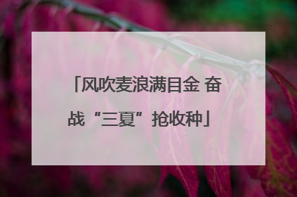 风吹麦浪满目金 奋战“三夏”抢收种