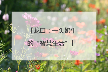 龙口：一头奶牛的“智慧生活”