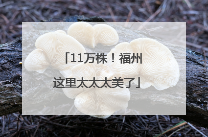 11万株！福州这里太太太美了
