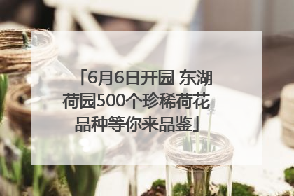 6月6日开园 东湖荷园500个珍稀荷花品种等你来品鉴